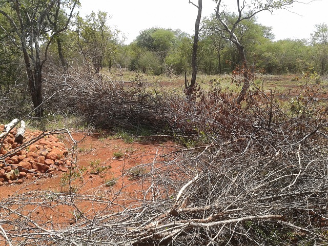 A gravesite clearing.