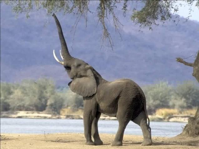 Jumbos trample man