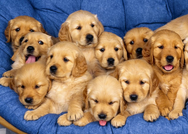 Man rapes neighboura��s puppies