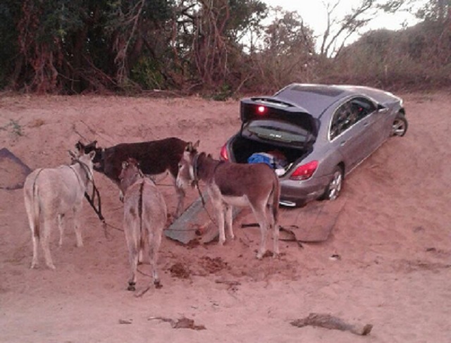 Donkeys drag smuggled Benz across border