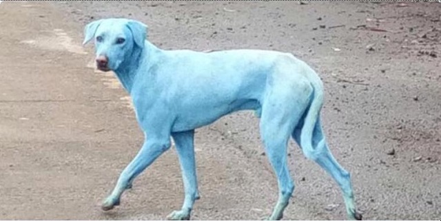 Blue dogs roam the streets
