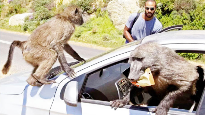 CAPE TOWN HAS A BABOON PROBLEM