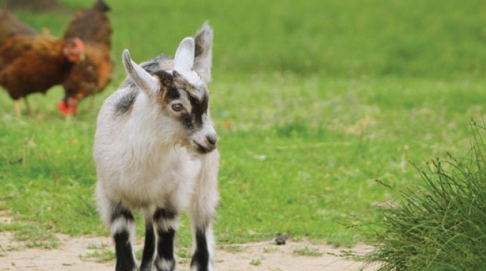 Man steals neighbour’s goat, chickens for relish