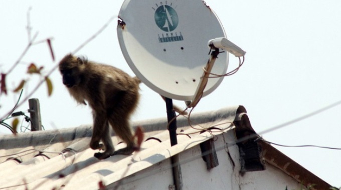 Zimparks rangers take on Pumula South baboons: