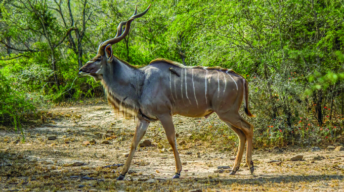 Kudu killers arrested