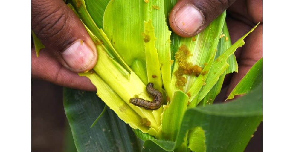 The research is aimed at enabling farmers to grow crops with reduced susceptibility to infestation and minimise yield losses while ensuring stable food supply