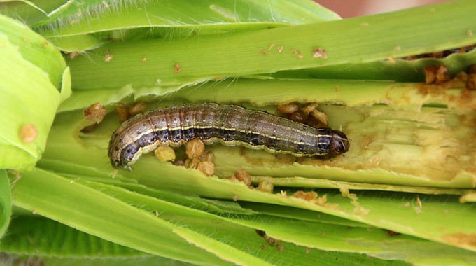 Armyworm outbreak hits 30 districts