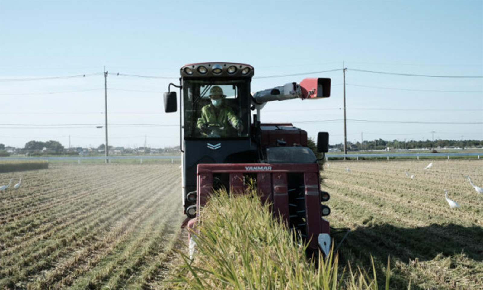 Japan to tap emergency rice supplies as prices surge 82pc