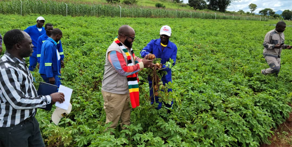 Minister Mugadza gets a feel of the produce in the potato field at the Nyakatsapa Presidential Village Business. - Picture: Tinai Nyadzayo