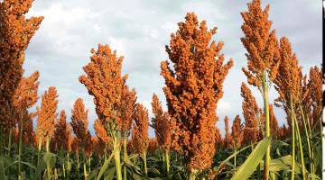 Unpacking regenerative agriculture in the wake of climate change