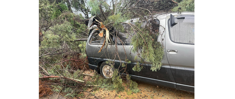 Three men traveling in a Toyota Granvia narrowly escaped death when a huge tree fell on their vehicle. - Picture: Lloyd Makonya