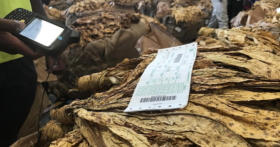 2026 tobacco marketing season to open on March 4