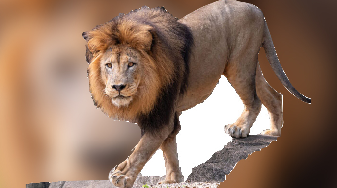 Lion on the prowl. . . terrorises Tsholotsho villages, kills livestock