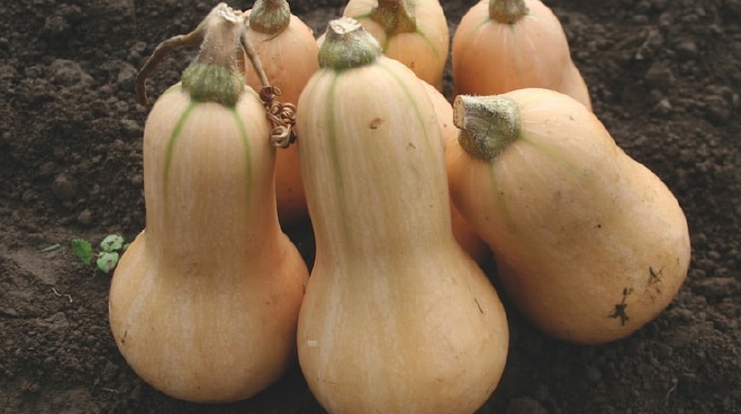 Limani ama-butternut