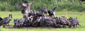 Vultures provide essential services, including sanitation and pest control, valued at US$93 million per year in three countries