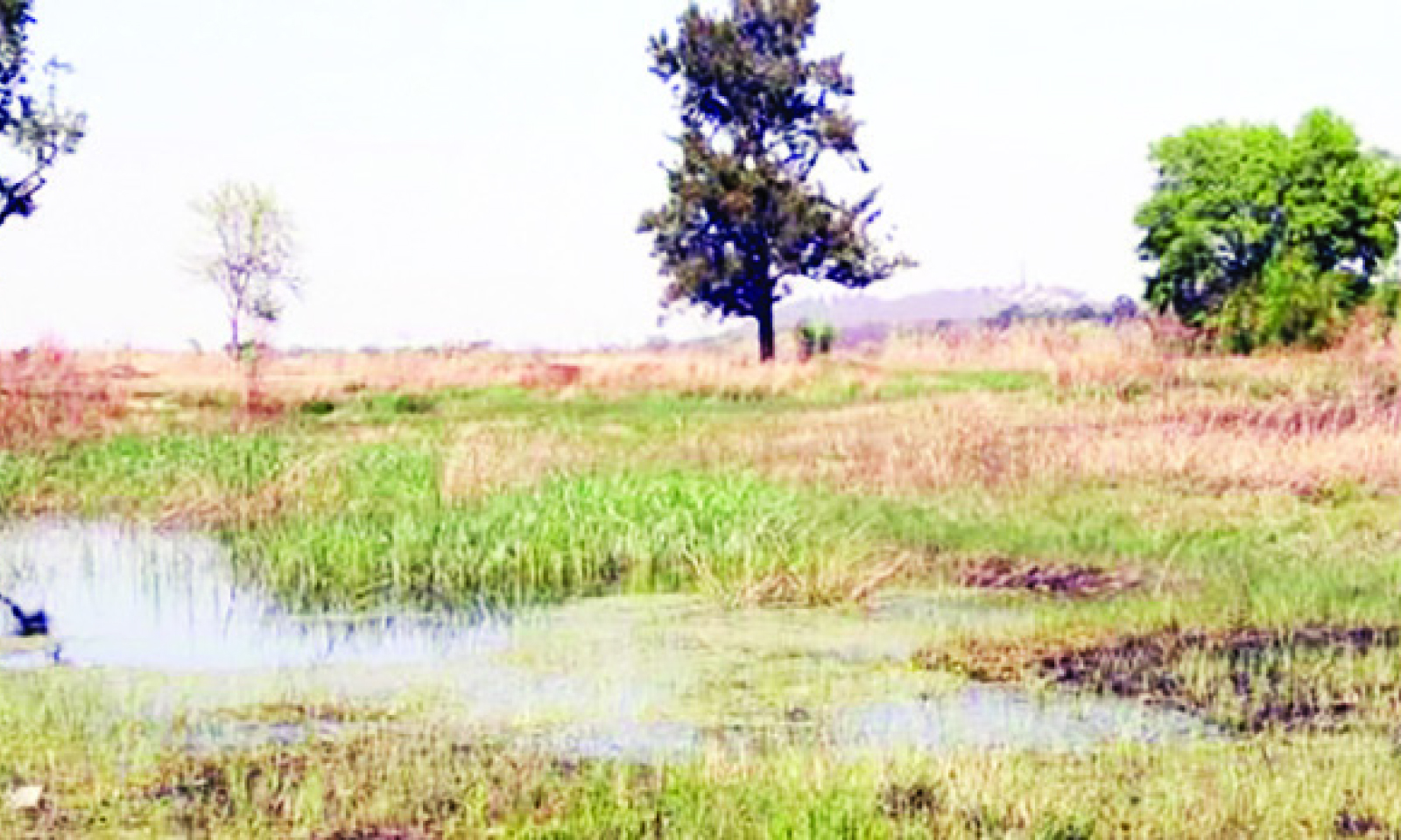 Wetlands crucial in fight against climate change