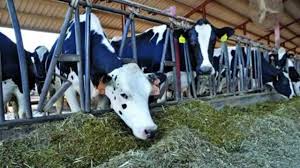 Major relief plan for small-scale livestock farmers