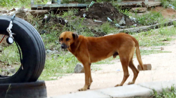 Your stray dog will be shot dead – BCC