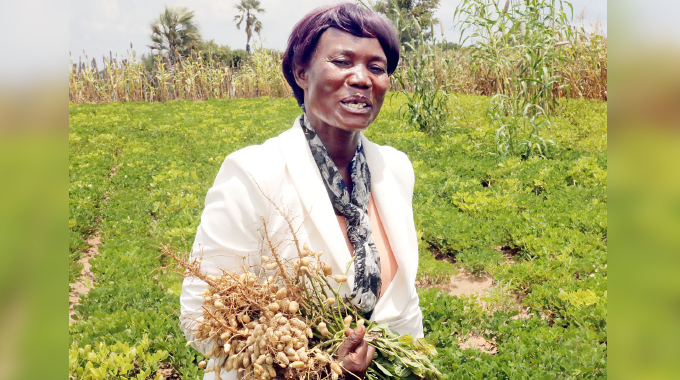 Matabeleland North expects small grains bumper harvest