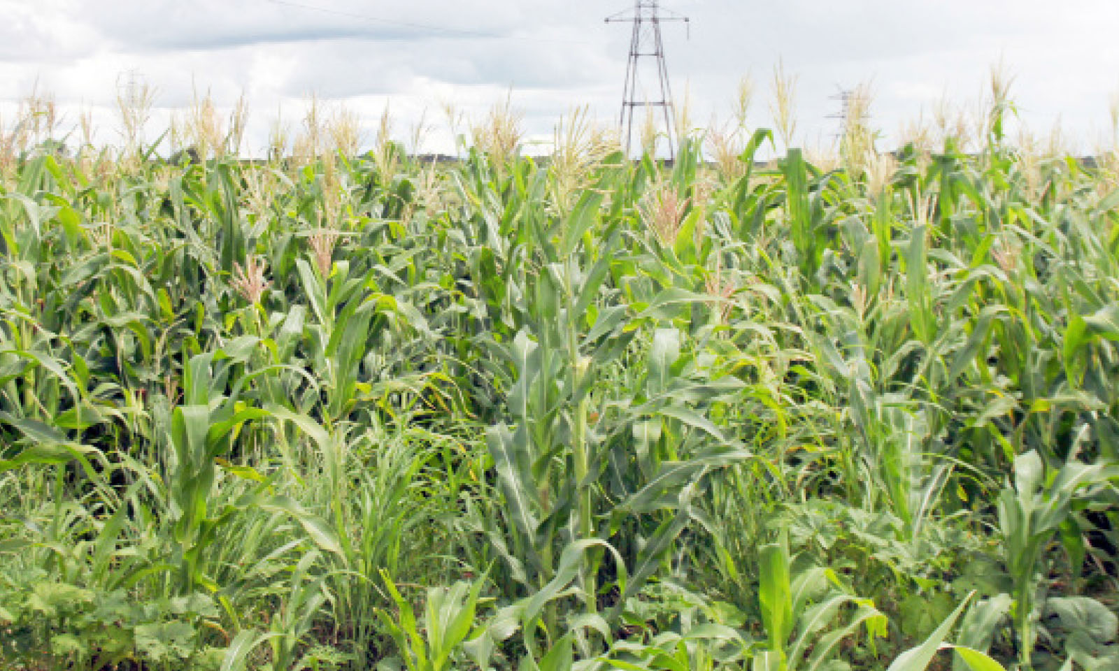 rains spur optimism in farming community