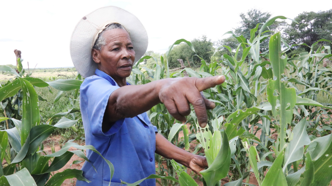 Fall armyworm eats into farming gains