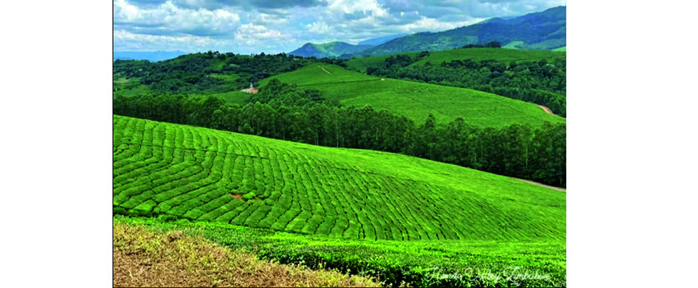 Honde Valley’s Agro-tourism . . . where lush plantations meet breathtaking landscapes