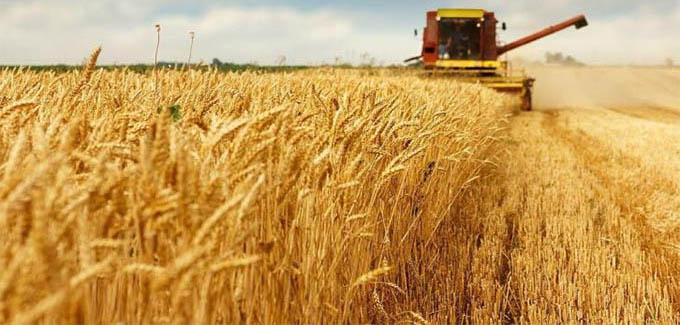 Manicaland targets bumper wheat production