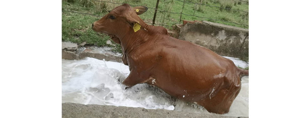 January Disease, anthrax under check