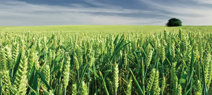Record cereals harvest expected