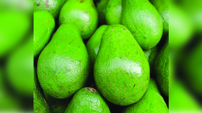 Avocado: Zimbabwe can uncover green gold with China exports