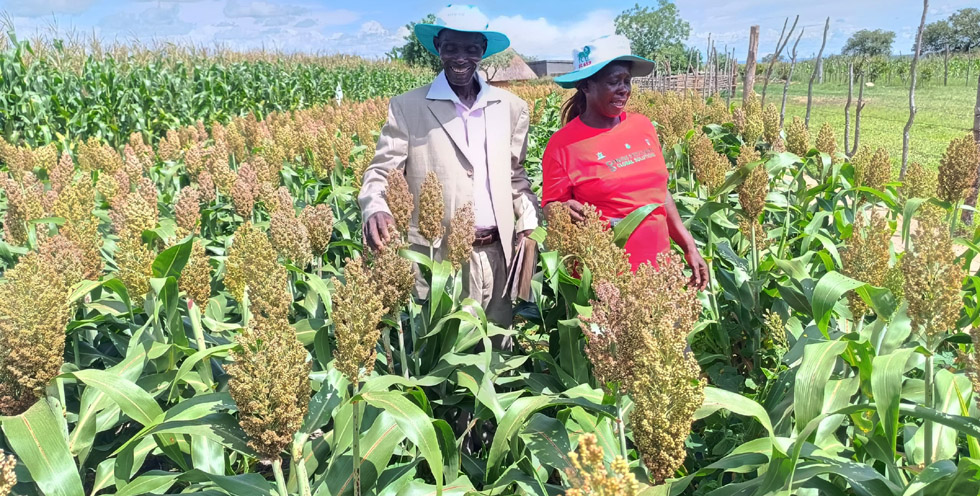 Mrs Mary Mudiwa and her husband in their Pfumvudza sorghum plot