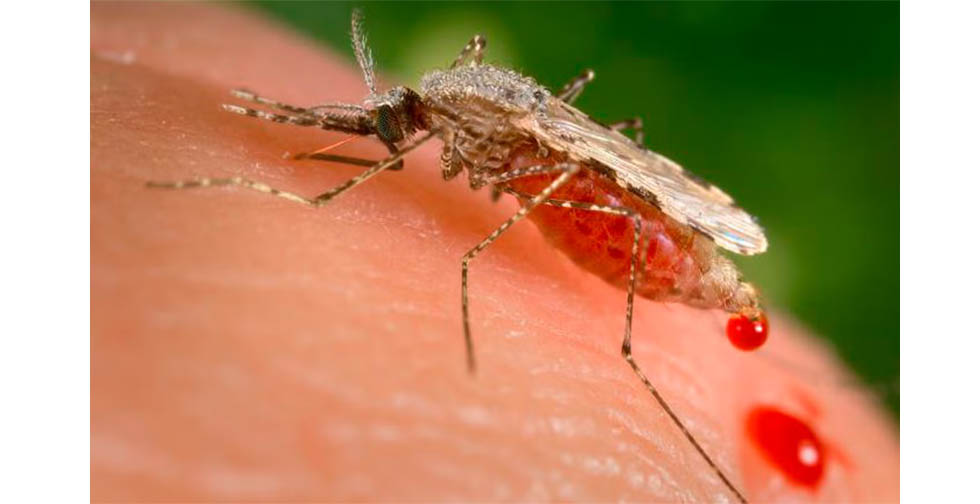 Resistant mosquitoes take hold in Manicaland