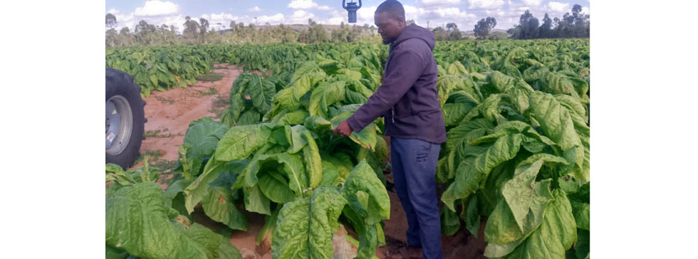 Mr Nkosana Chiringa inspects his tobacco crop ready for harvesting JVs throw lifeline to young farmers