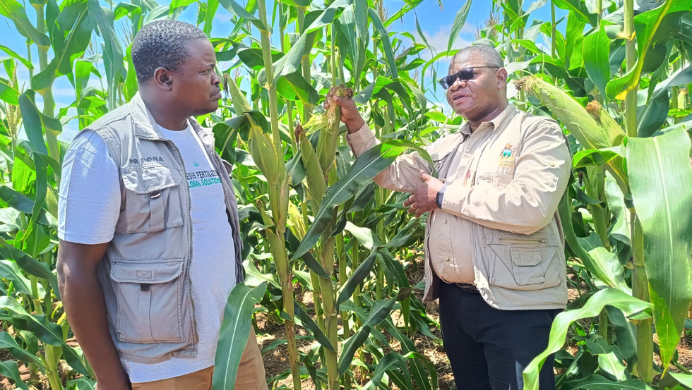 Professor Obert Jiri (left) and Genesis Global Fertiliser Solutions director, Mr Ponaindimwi Mutsenyengwa (right) inspect a maize crop grown using organic solutions