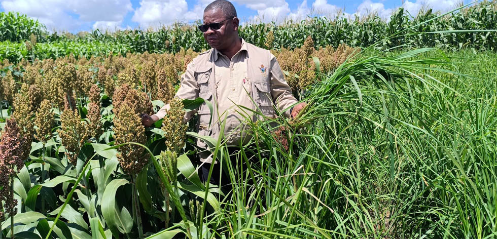 Professor Jiri inspects white sorghum and pearl millet crops