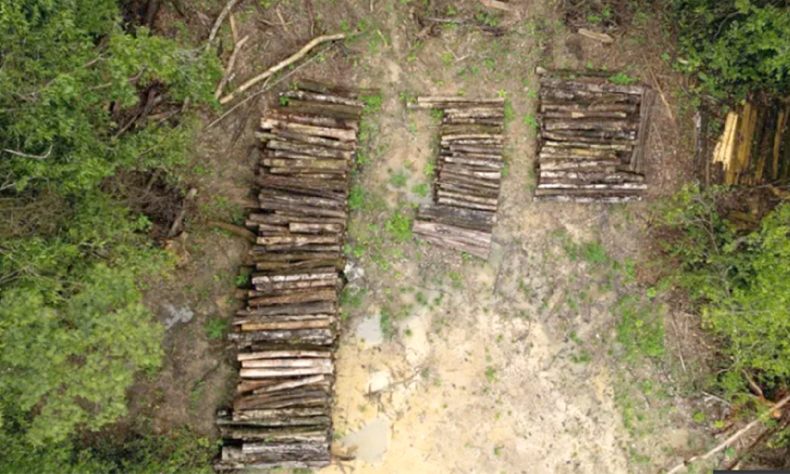 Amazon forest felled to build road for climate summit