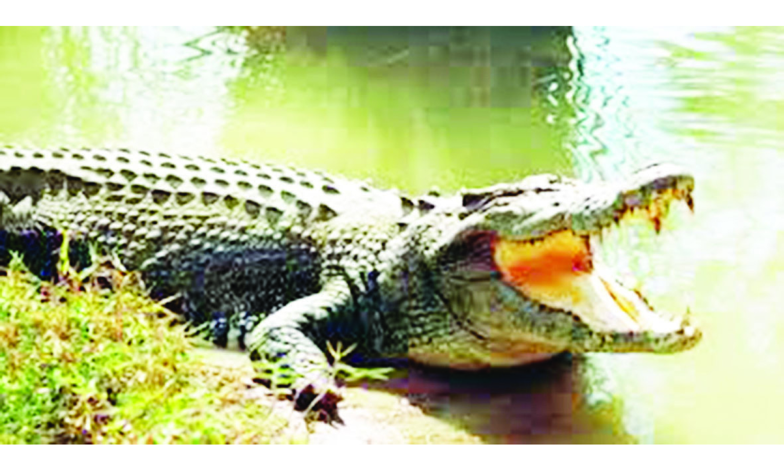CROCODILE HORROR. . . Gold panner dragged to death in river attack!