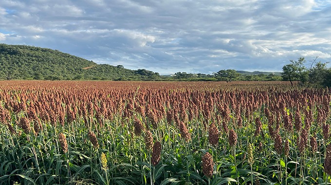 Sorghum crop at Mr France Ndlovu’s farm