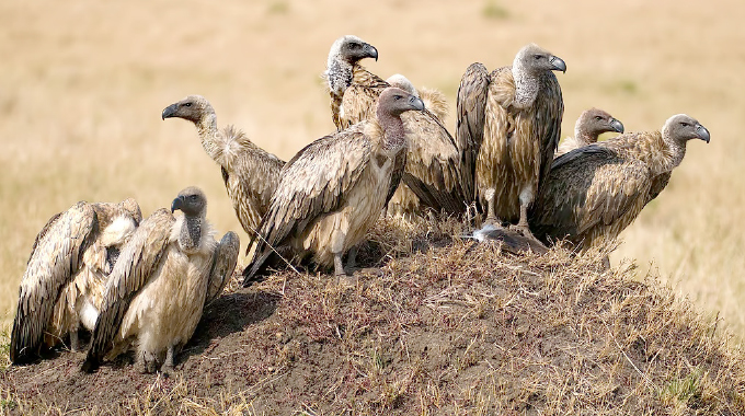 Vultures: Overlooked scavengers, vital ecosystem heroes
