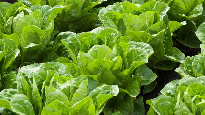 Limani i-lettuce