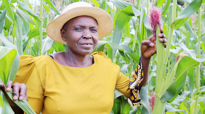 Decades of research deliver drought-tolerant maize for a hotter, uncertain future