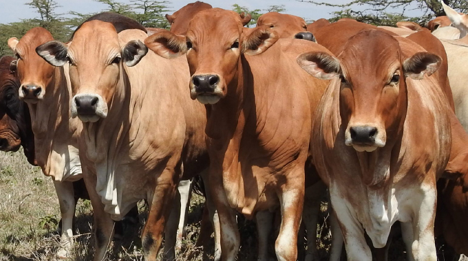 Timely interventions avert catastrophic cattle losses in Zimbabwe