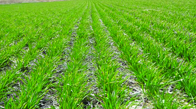 Midlands poised for strong winter wheat cropping season