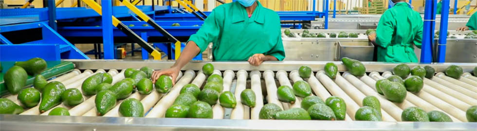 Golden ticket for avocado, macadamia farmers