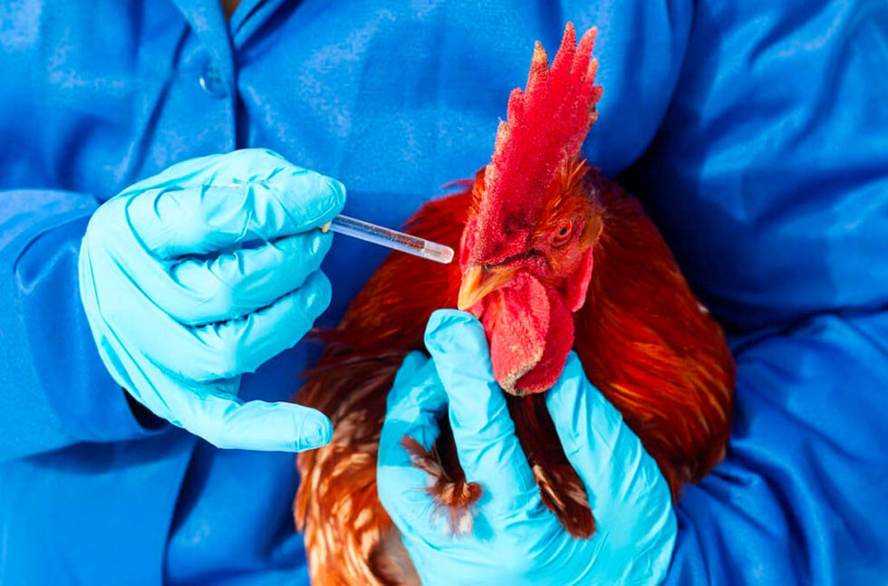 2m birds to be vaccinated against Newcastle