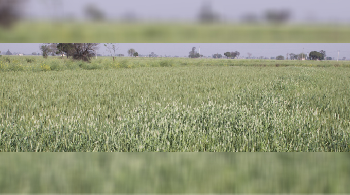 Winter wheat farming: All systems go