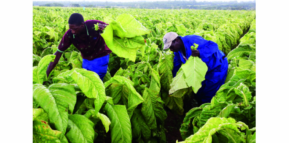 Government has implemented initiatives to promote sustainable tobacco practices, including reforestation programmes, and the use of alternative energy sources