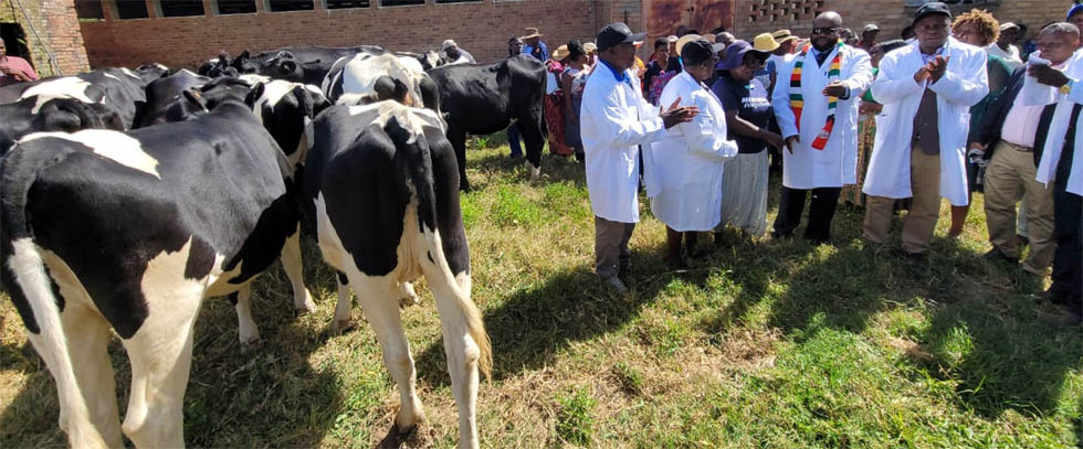 Women dairy farmers receive in-calf heifers