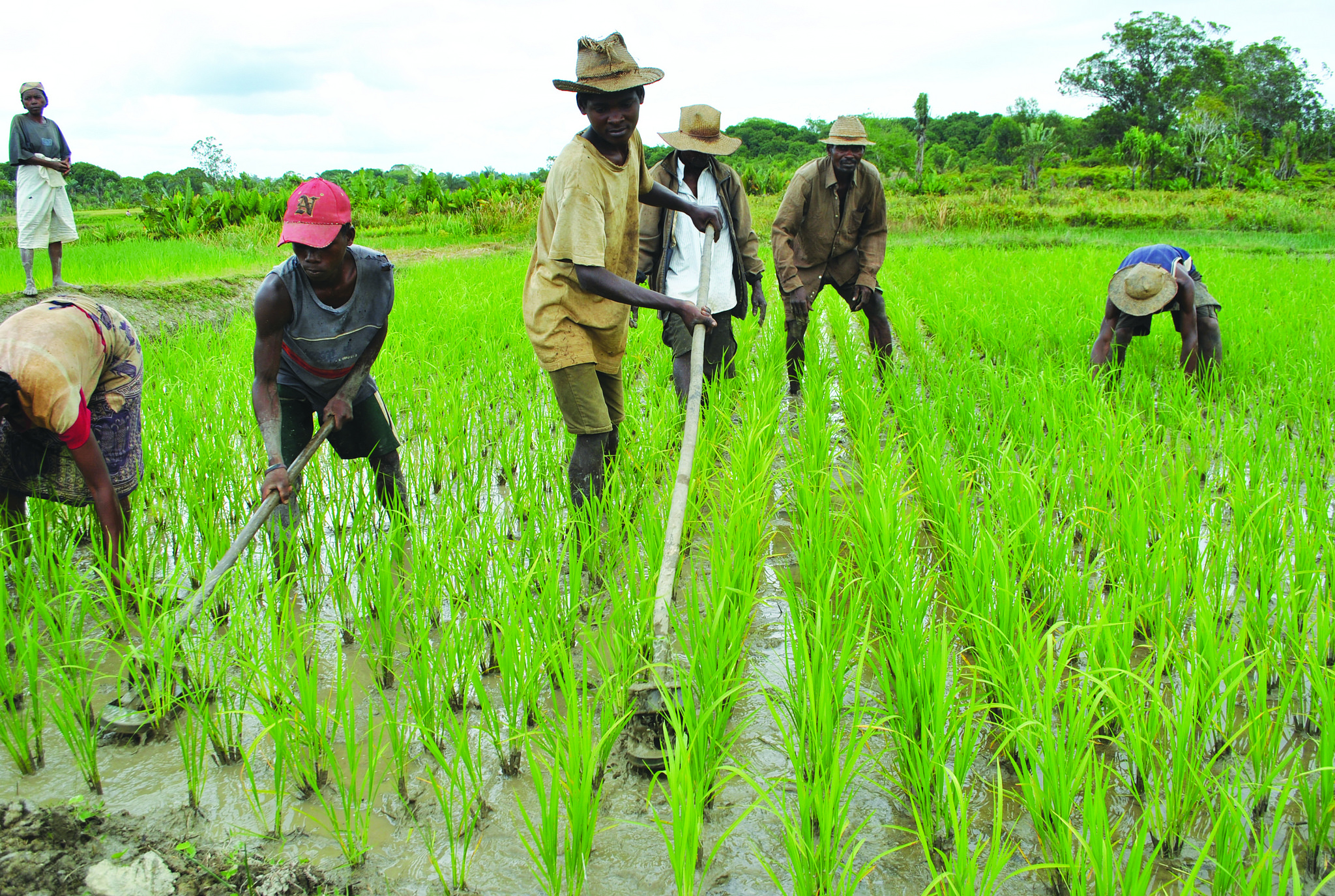 About 57 farmers at Manunure Irrigation Scheme in Mutasa District are growing the New Rice for Africa (NERICA) variety, where a model is being developed for localised commercial rice production