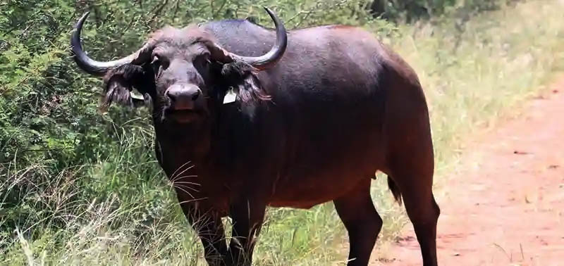 The stray buffaloes have injured six people in Mutare and Buhera districts